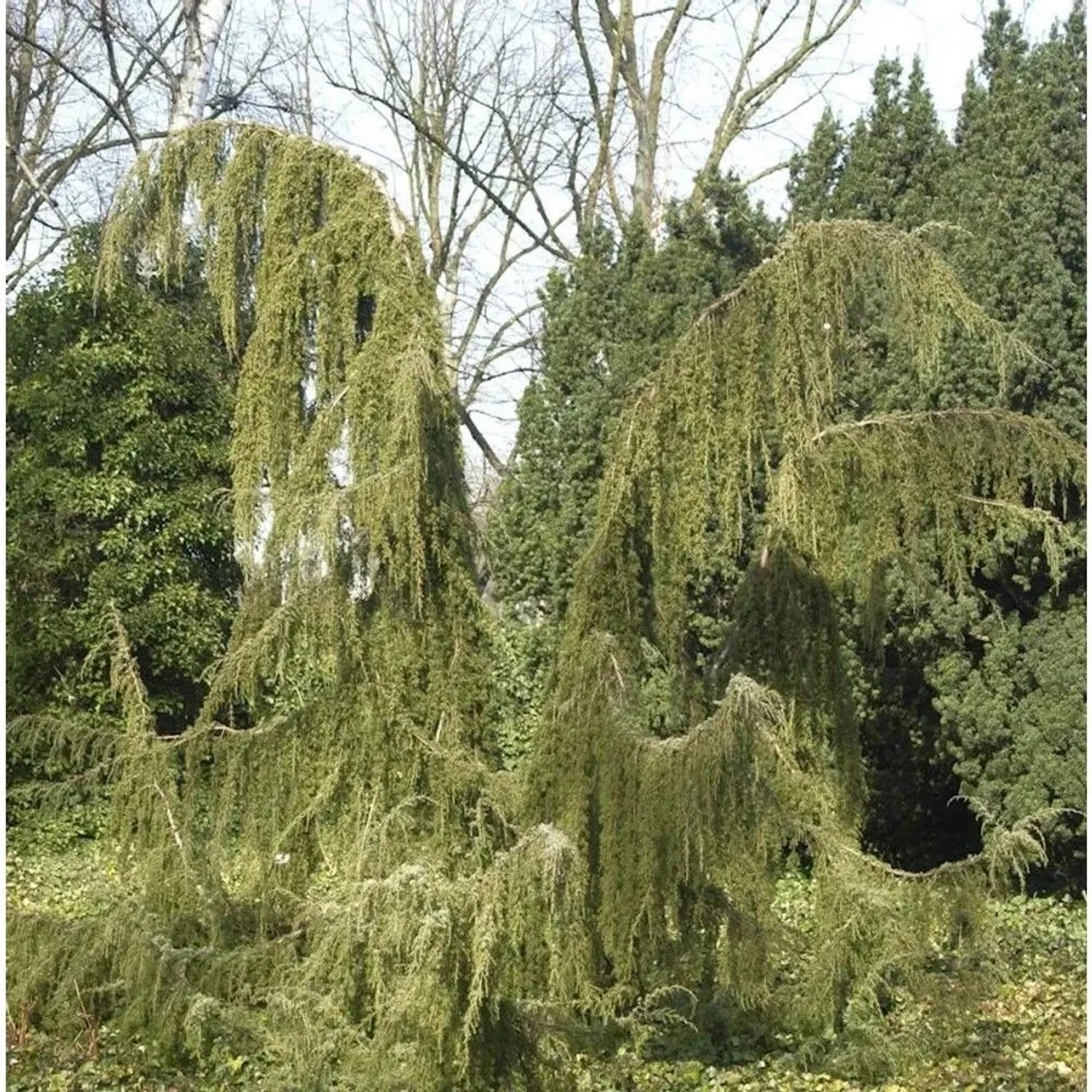 Wildwacholder Horstmann 100-125cm - Juniperus communis