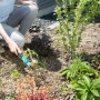 Gärtnerin entfernt Unkraut mit dem Gardena Unkrautstecher im Garten.