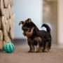 Yorkshire Terrier Welpe mit GreenHero Zahnpflegeball aus Naturkautschuk.