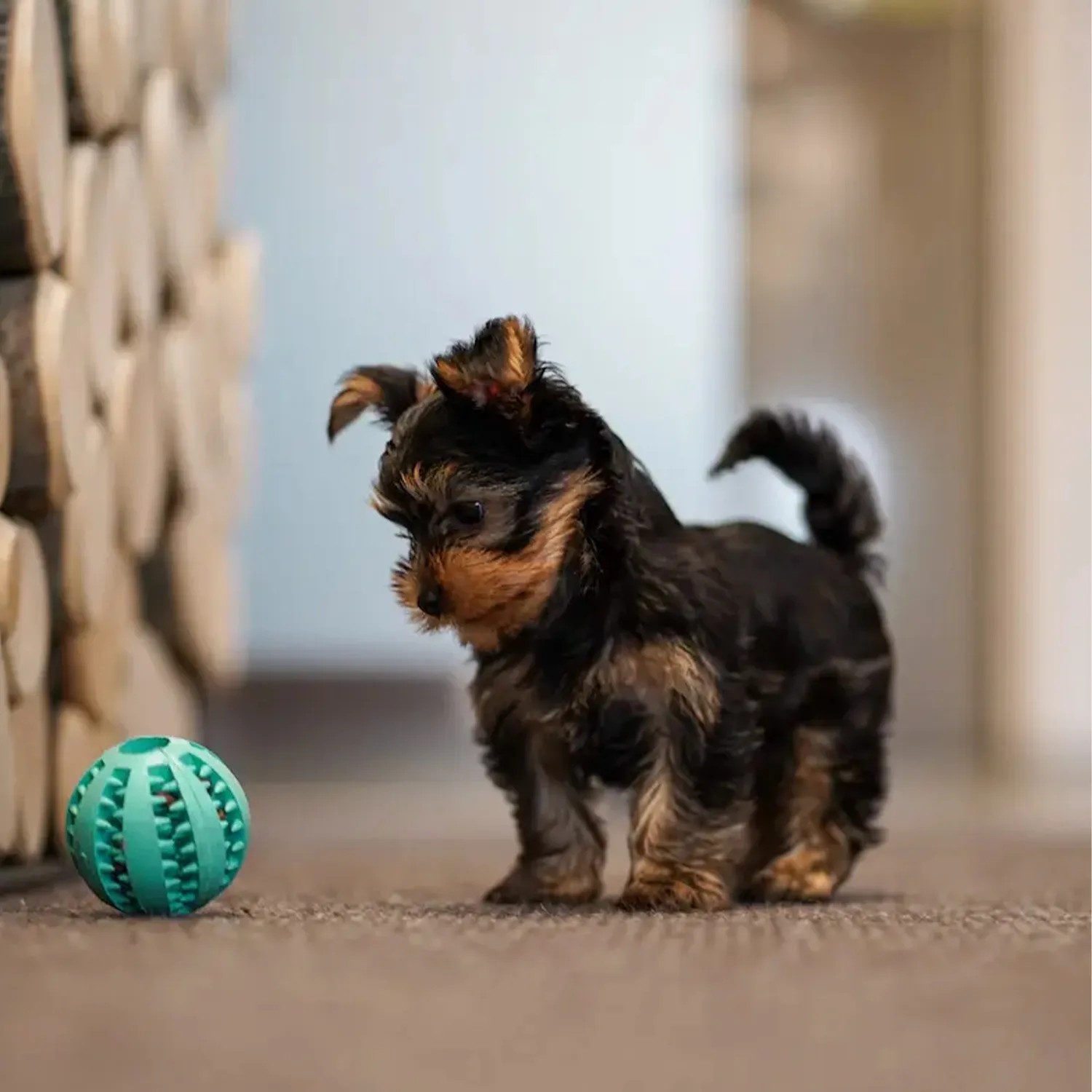 Yorkshire Terrier Welpe mit GreenHero Zahnpflegeball aus Naturkautschuk.