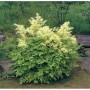 Waldgeißbart Kneifii - Aruncus dioicus