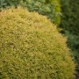 Goldgelbe Thuja 'Rheingold' Heckenpflanze, 80-100 cm hoch, buschig wachsend.