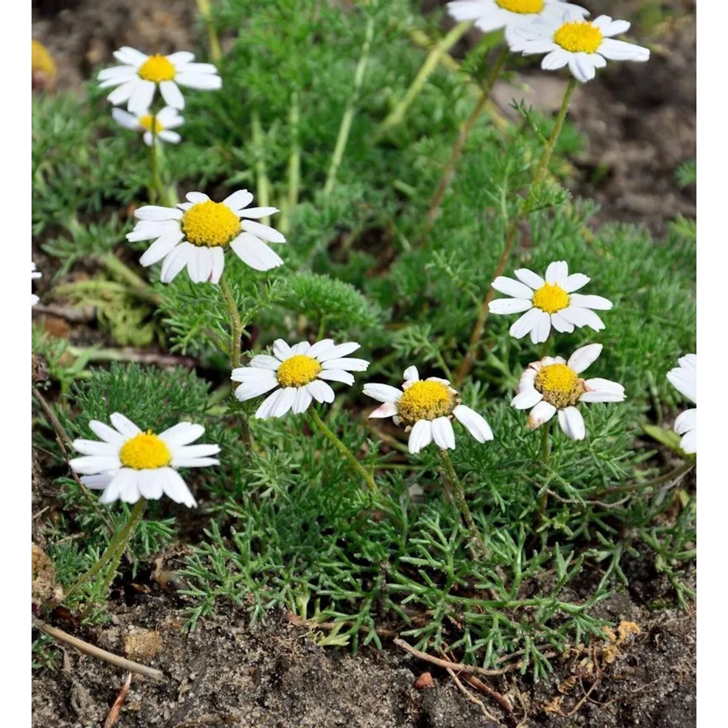 Marokko Kamille - Anacyclus depressus