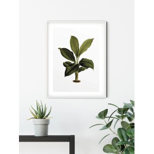 Komar Wandbild Elastica Leaf, 40x50 cm, mit detailreichem Pflanzenmotiv im weißen Rahmen.