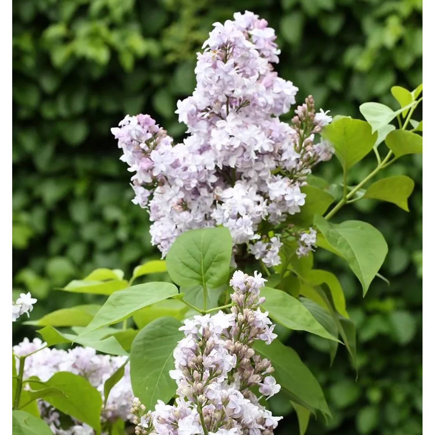 Edelflieder Nadeshda - Kircher-Collection 30-40cm - Syringa vulgaris
