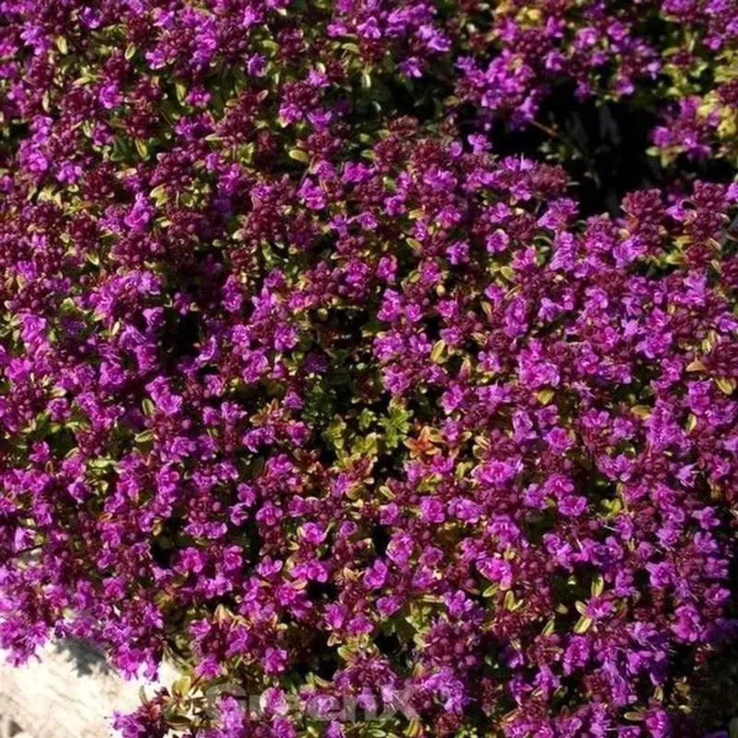 Teppich Thymian Red Carpet - Thymus praecox