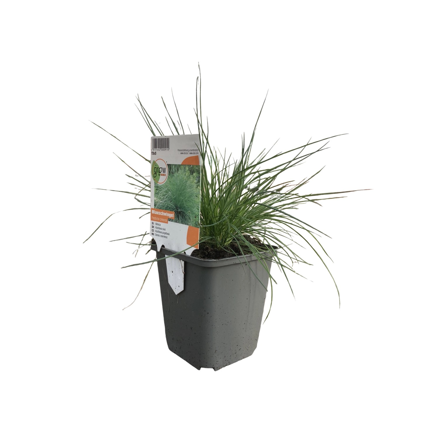 GROW by OBI Blau-Schwingel Braungelb Topf-Ø ca. 9 cm x 9 cm Festuca günstig online kaufen