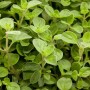 Nahaufnahme von echtem Dost (Origanum Vulgare Compactum) im 9x9 cm Topf.