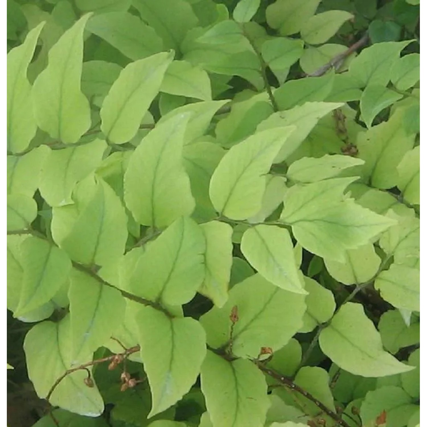 Sichelfarn - Cyrtomium fortunei