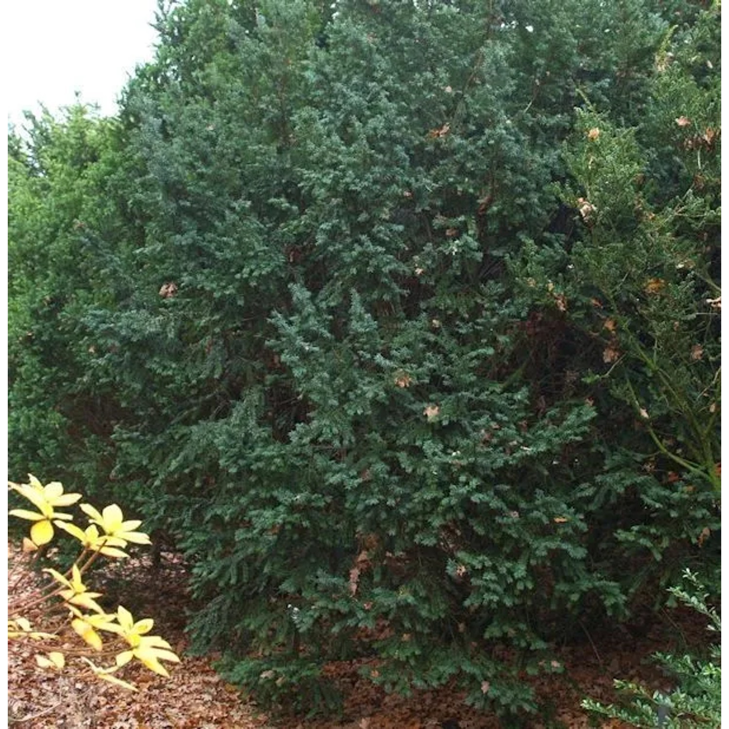 Dunkle Straucheibe Schwarzgrün 50-60cm - Taxus baccata