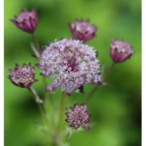 Nahaufnahme der Sterndolde 'Hadspen Blood' (Astrantia major) mit roten Blüten vor grünem Hintergrund.