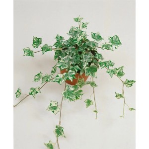 Hedera Helix Eva Efeu im Topf, grün-gelbe Blätter, Kletterpflanze für Innen und Außen.