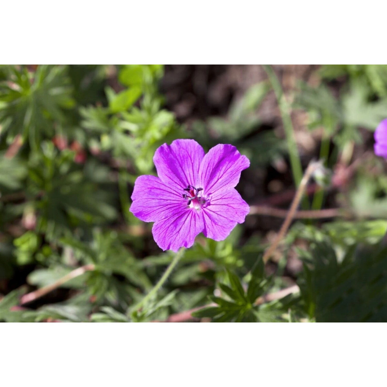 Geranium Sanguineum Blutstorchschnabel Tiny Monster Ca. 9x9 cm Topf günstig online kaufen
