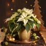 Scheurich Übertopf Antique Gold mit Weihnachtsstern, goldener Keramiktopf Ø 14 cm.