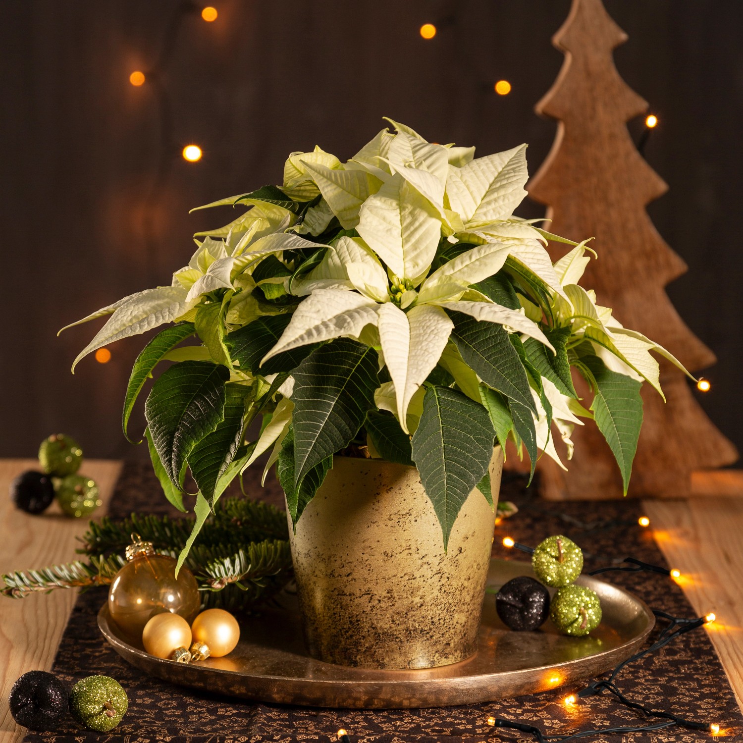 Scheurich Übertopf Antique Gold mit Weihnachtsstern, goldener Keramiktopf Ø 14 cm.