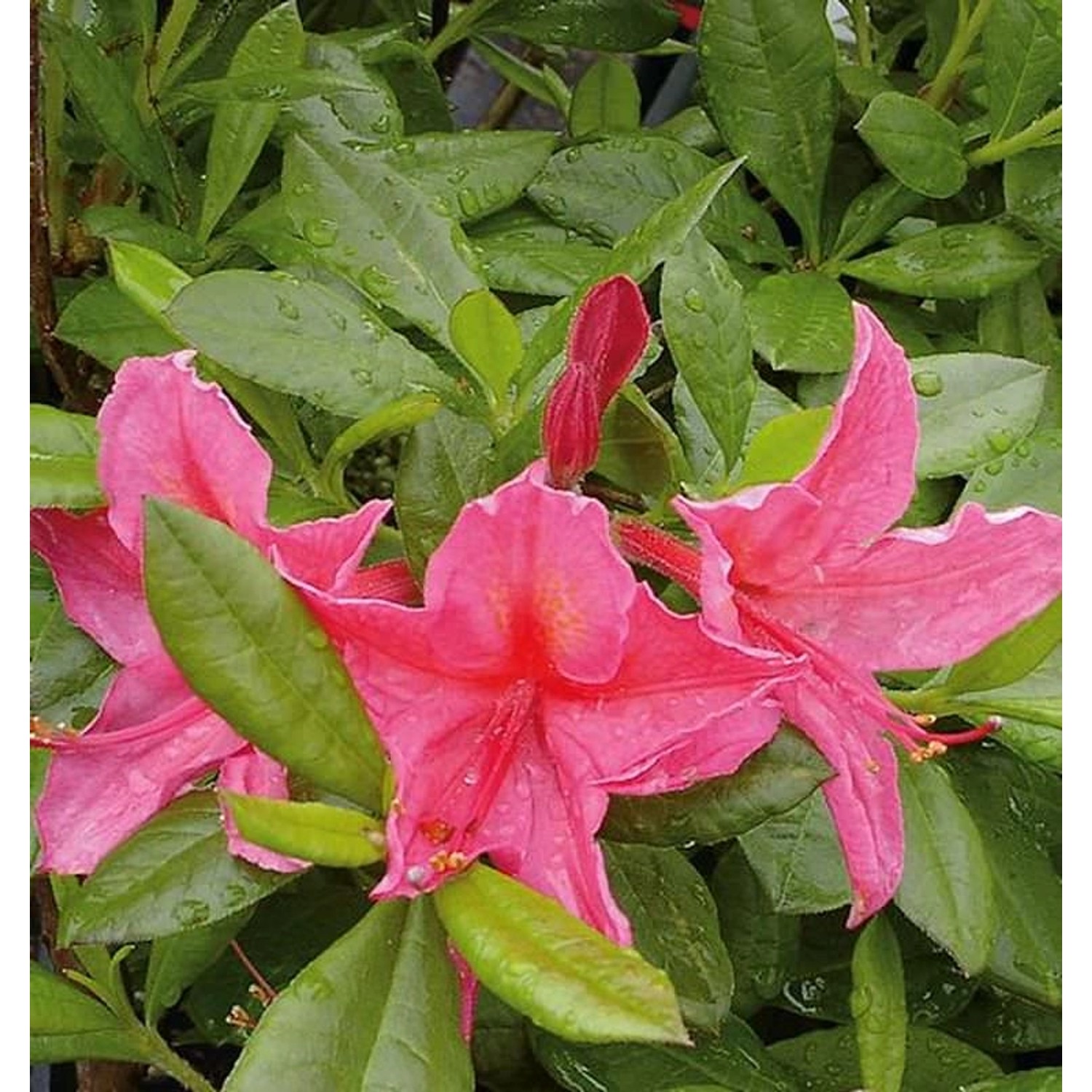 Rhododendron Jolie Madame 70-80cm - Rhododendron viscosum günstig online kaufen