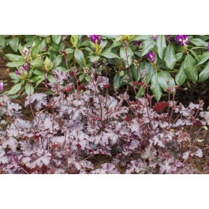 Purpurglöckchen 'Stormy Seas' im Beet: Kompakte Staude mit purpurfarbenen Blättern und weißen Blüten.