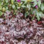 Purpurglöckchen 'Stormy Seas' im Beet: Kompakte Staude mit purpurfarbenen Blättern und weißen Blüten.