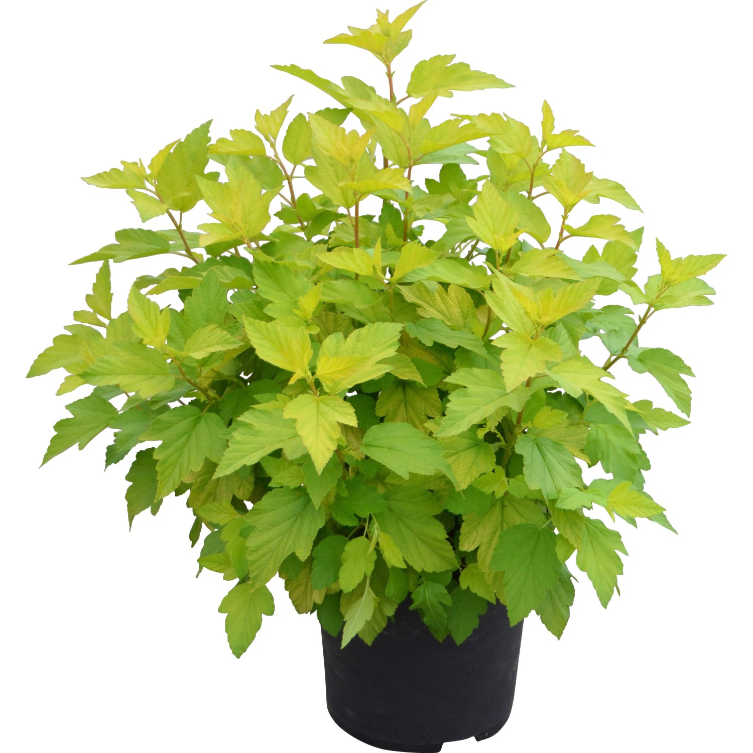 Blasenspiere Nugget Höhe ca. 30 - 40 cm Topf ca. 4 l günstig online kaufen