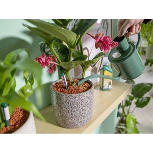 Zimmerpflanze im Topf mit Seramis Granulat und Gießanzeiger wird mit grüner Gießkanne gegossen.