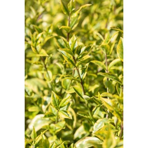 Gold-Liguster Aureum mit goldgelb gerandeten Blättern im Topf. Ideal als Hecke und für den Sichtschutz.