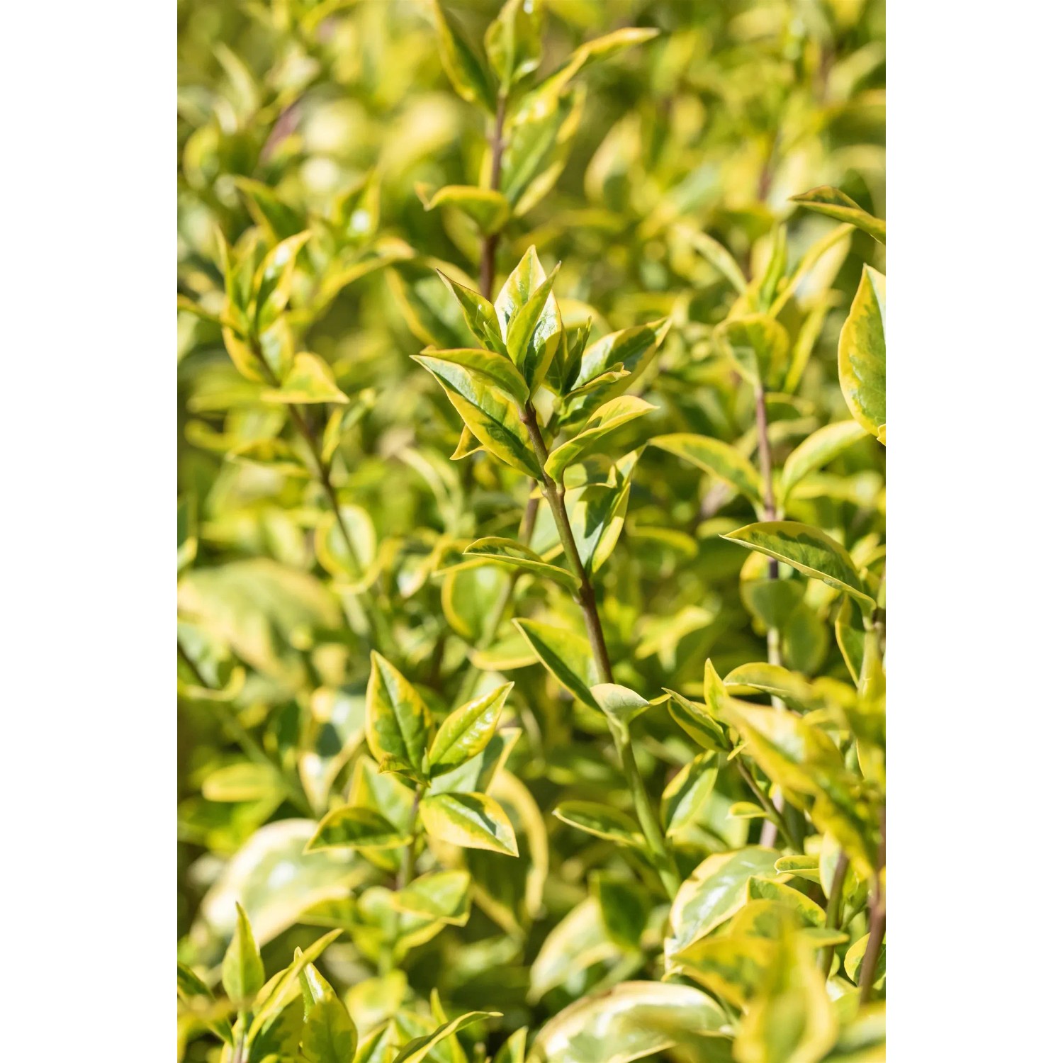 Heckenpflanze Ligustrum ovalifolium 'Aureum' 50-60 cm 4,5 l Topf kaufen bei  OBI