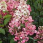 Pflanzen-Boering Hydrangea Paniculata Wims Red Rote Rispenhortensie 170-180 cm Stammhöhe 120 cm_2