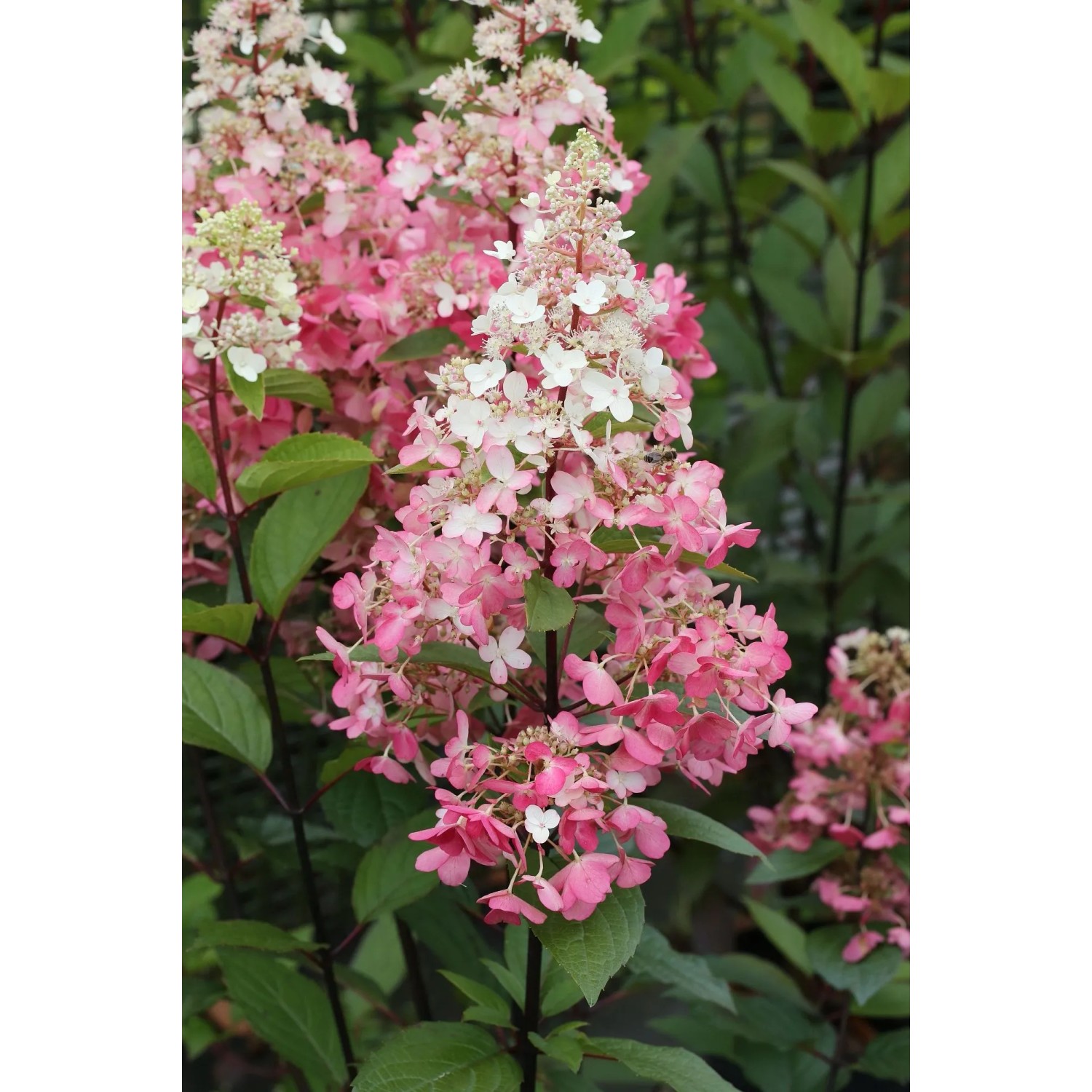 Pflanzen-Boering Hydrangea Paniculata Wims Red Rote Rispenhortensie 170-180 cm Stammhöhe 120 cm_2