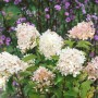 Rispenhortensie 'Phantom' mit cremeweißen und rosa Blüten im Garten.