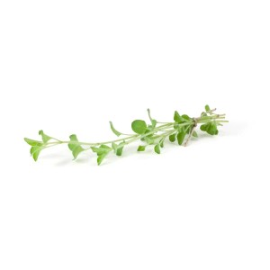 Griechischer Oregano (Origanum vulgare ssp. hirtum) im 9x9 cm Topf, Stauden-Kategorie.