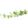Griechischer Oregano (Origanum vulgare ssp. hirtum) im 9x9 cm Topf, Stauden-Kategorie.