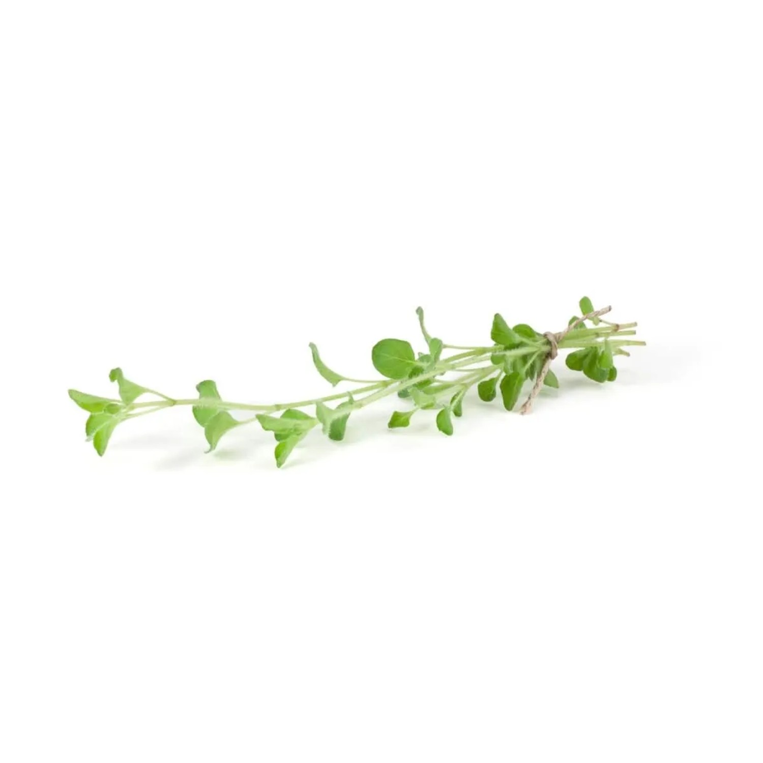 Griechischer Oregano (Origanum vulgare ssp. hirtum) im 9x9 cm Topf, Stauden-Kategorie.