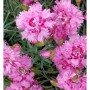 Nahaufnahme der rosa Federnelke 'Maggie' (Dianthus plumarius) im Garten.