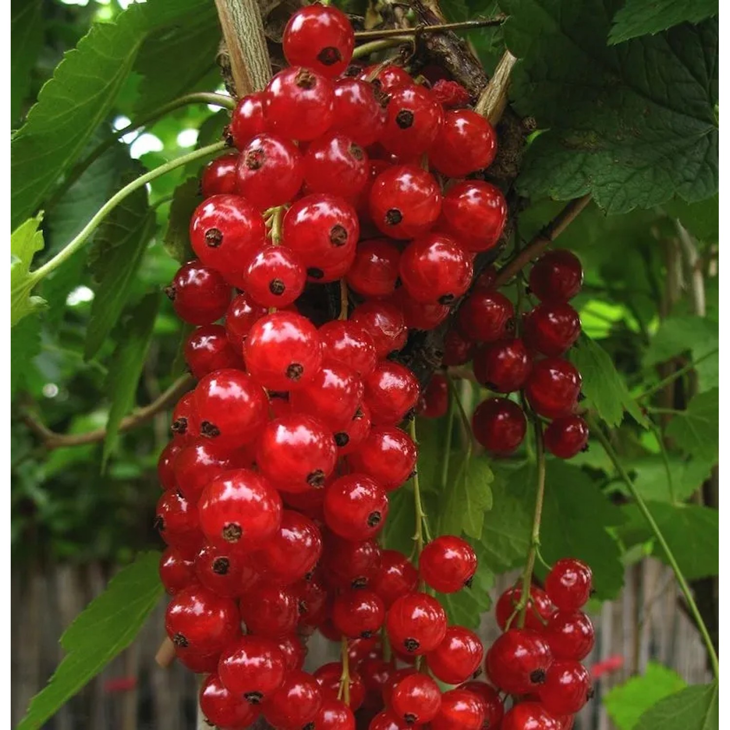 Hochstamm Rote Johannisbeere Jonkheer van Tets 100-125cm - Ribes rubrum