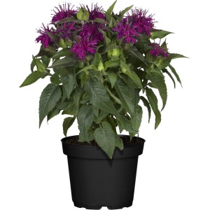 GROW by OBI Indianernessel im Topf, ca. 20-30 cm, mit purpurroten Blüten.