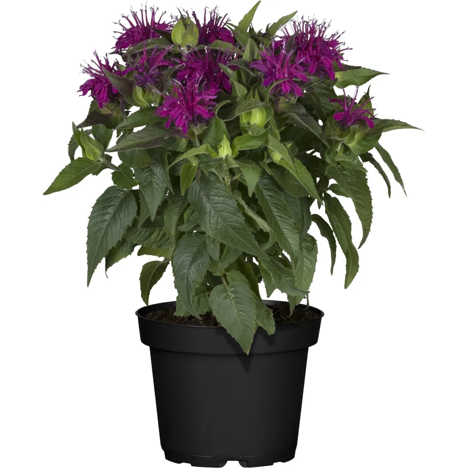 GROW by OBI Indianernessel im Topf, ca. 20-30 cm, mit purpurroten Blüten.