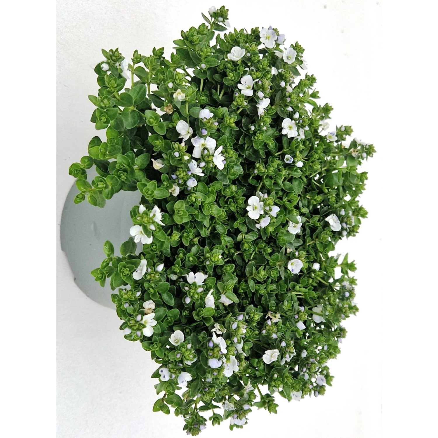 GROW BY OBI Ehrenpreis Veronica rep.