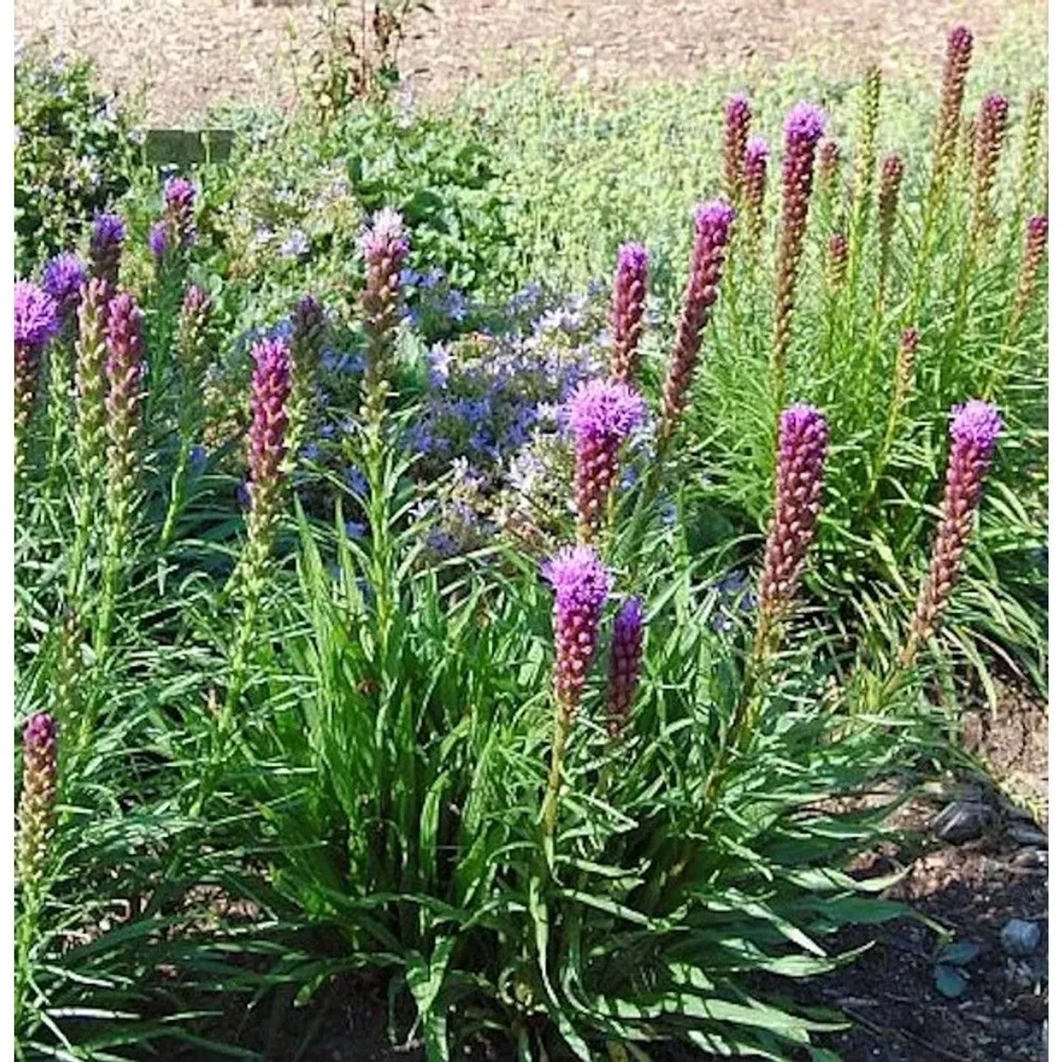 Prachtscharte Kobold - Liatris spicata_2