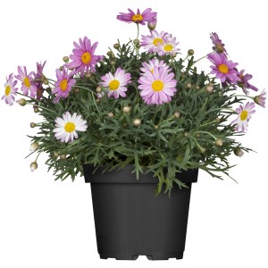 Strauchmargerite im Topf, rosa und weiße Blüten. Argyranthemum frutescens von GROW by OBI.