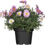 Strauchmargerite im Topf, rosa und weiße Blüten. Argyranthemum frutescens von GROW by OBI.