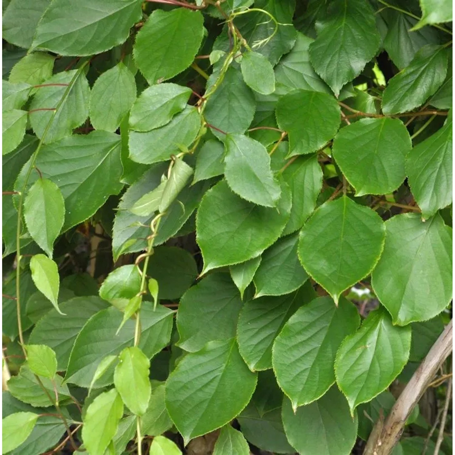 Mini-Kiwi Prince Jumbo männlich 60-80cm - Actinidia arguta
