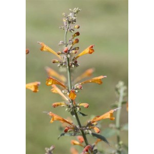 Orange Duftnessel (Agastache Aurantiaca) im 11x11 cm Topf, eine attraktive Staude.