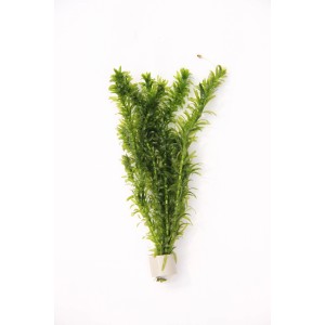 Dennerle Aquariumpflanze Egeria Densa auf Tonring, grüne Wasserpest für das Aquarium.