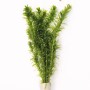 Dennerle Aquariumpflanze Egeria Densa auf Tonring, grüne Wasserpest für das Aquarium.