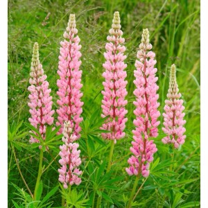 Rosa Gartenlupinie (Lupinus polyphyllus) mit grünen Blättern im Beet.