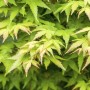 Acer Palmatum Bi-Hoo: Japanischer Ahorn mit gelb-grünem Laub.