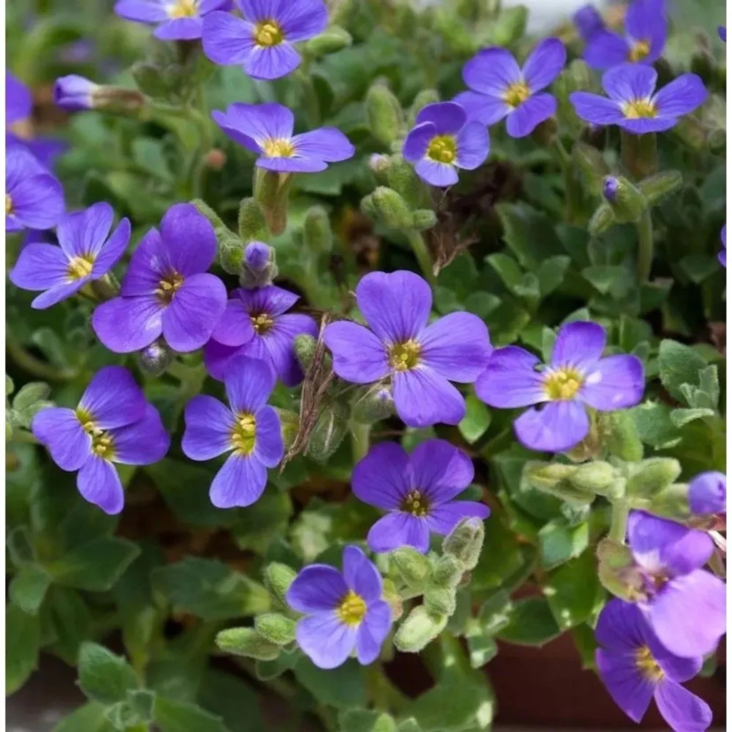 Blaukissen Blue Emperor - Aubrieta cultorum