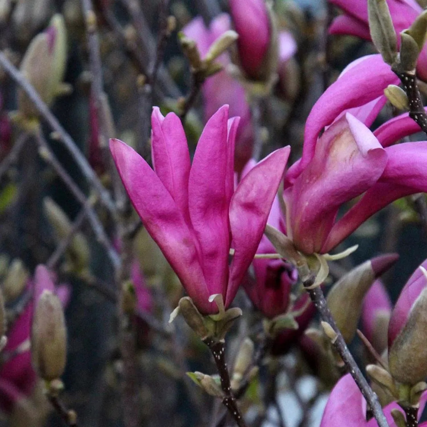 arborix Magnolie 'Susan' Magnolia 40 Bis 60 Cm Im Container Purpurrosa Blüten