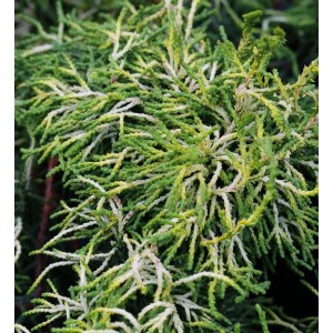 Gelbe Hinoki Scheinzypresse 'Tsatsumi Gold' als Hochstamm, Detailaufnahme der gelb-grünen Nadeln.