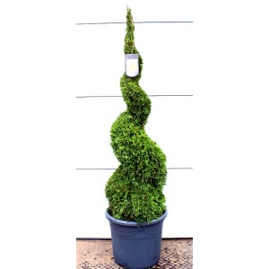 Immergrüne Thuja Smaragd Spirale im Topf, ca. 140-150 cm hoch, ideal als Gartenbonsai.